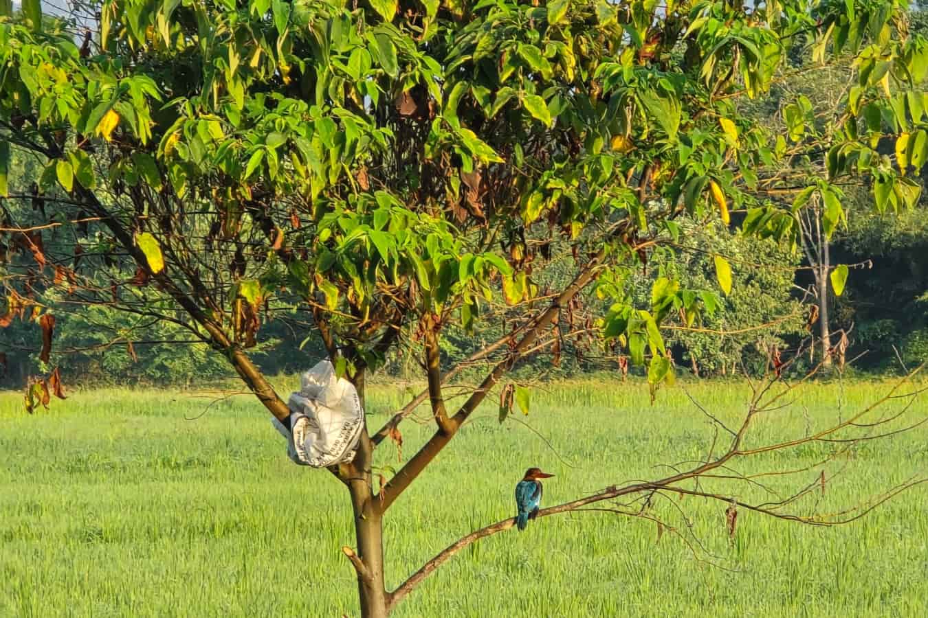Langkawi Paddy Field Countryside Cycling Tour